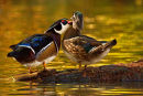 Canard branchu mâle bécotant sa femelle