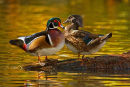 Couple de canards branchus face à face à l'automne