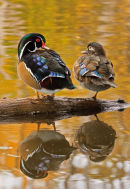 Couple de canards branchu à l'automne 2