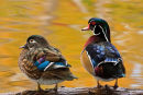 Couple de canards branchu dans des reflets d'automne