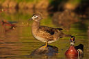Couple de canards branchus au printemps