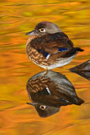 Canard branchu femelle au repos à l'automne