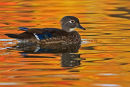 Canard branchu femelle dans des reflets d'automne