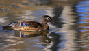 Canard branchu femelle