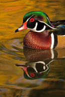 Canard branchu mâle dans des reflets d'automne - Gros-plan