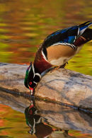 Canard branchu mâlel s'abreuvant à l'automne