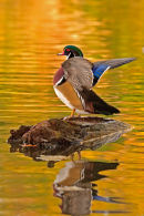 Canard branchu mâle battant des ailes à l'automne