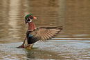 Canard branchu mâle s'ébrouant de profil