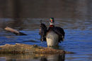 Canard branchu mâle battant des ailes