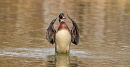 Canard branchu mâle s'ébrouant de face