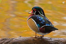 Canard branchu mâle dans des reflets d'automne 2