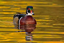 Canard branchu mâle dans des reflets d'automne