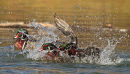 Canards branchus mâles en rivalité