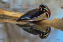 Canard branchu mâle dormant