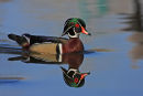 Canard branchu mâle en miroir
