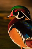 Canard branchu mâle - Portrait