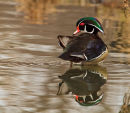 Canard branchu mâle faisant sa toilette