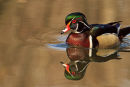 Canard branchu mâle en avril 2