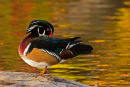 Canard branchu mâle se toilettant à l'automne