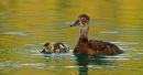 Canard femelle et son caneton
