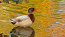 Canard non identifié à l'automne