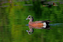 Canard siffleur d'Amérique mâle