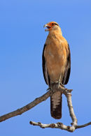 Caracara à tête jaune
