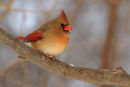 Cardinal rouge femelle perchée en hiver