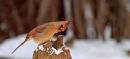 Cardinal rouge femelle sur souche en hiver