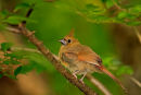 Cardinal rouge juvénile
