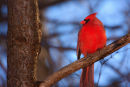 Cardinal rouge mâle en hiver