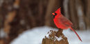 Cardinal rouge mâle sur souche en hiver