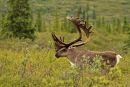 Caribou 2
