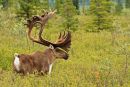 Caribou 1
