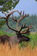 Caribou des bois mâle