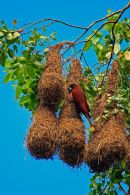 Cassique de Montezuma sur son nid
