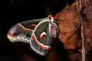 Cécropia émergeant