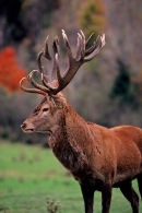Cerf élaphe - Parc Oméga, Québec