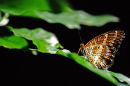 Cétosia biblis sur feuille verte