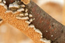 Champignons sur une branche
