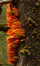 Champignons oranges 