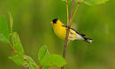 Chardonneret jaune mâle