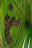 Dortoir de chauves-souris