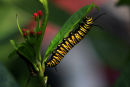 Chenille du monarque