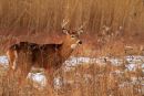 Cerf de Virginie mâle en hiver 2