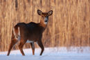 Cerf de Virginie au coucher du soleil