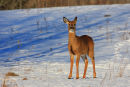 Cerf de Virginie de face en hiver
