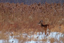Cerf de Virginie parmi les roseaux en hiver
