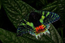 Chrysiridia ripheus
