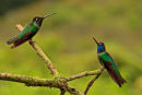 Deux colibris de Rivoli mâles